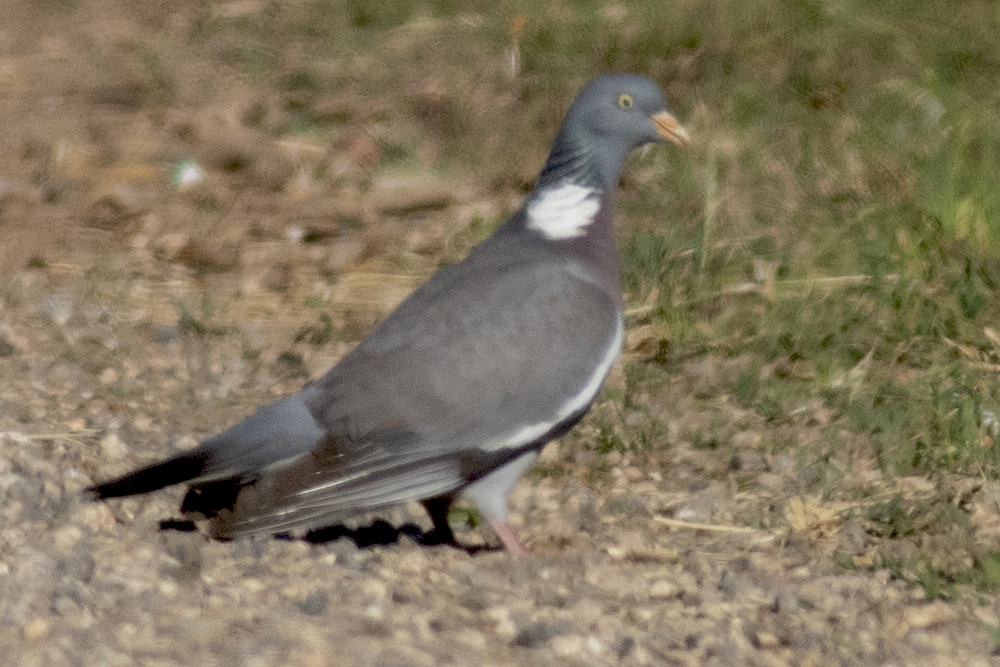 Common Wood Pigeon