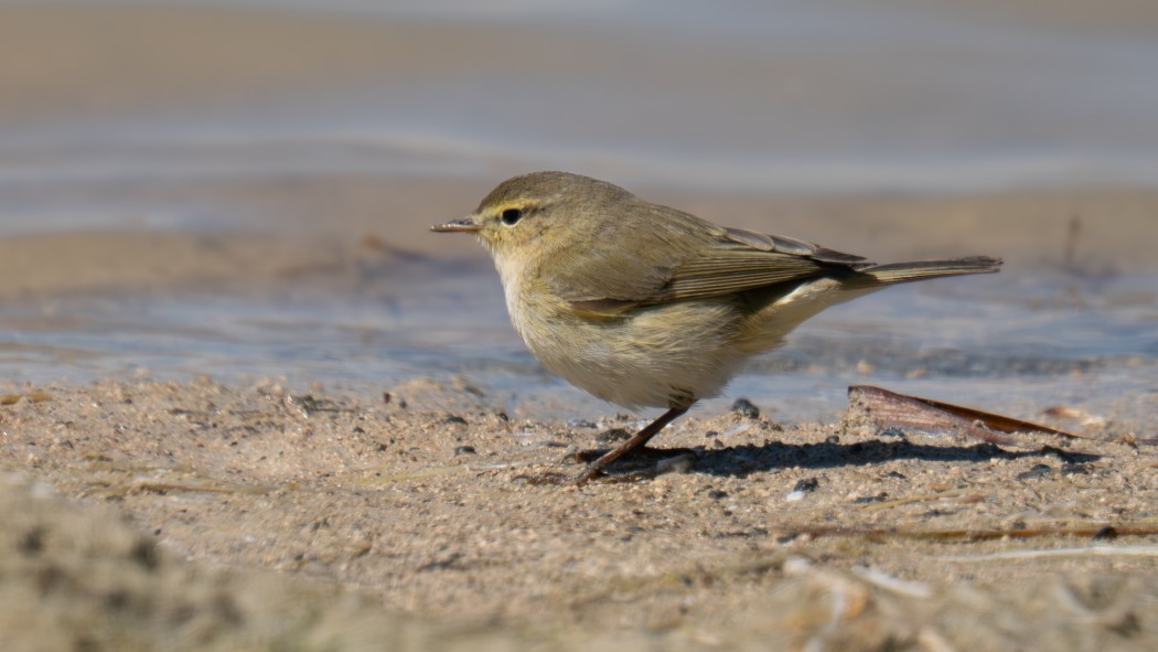 Common Chiffchaff