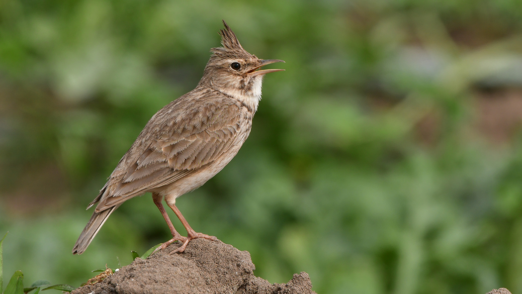 Crested Lark