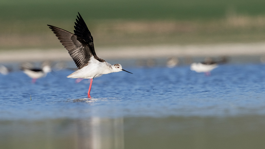 Black-winged Stilt