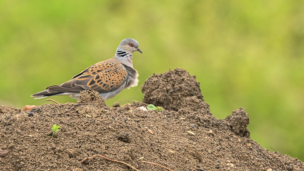 European Turtle Dove