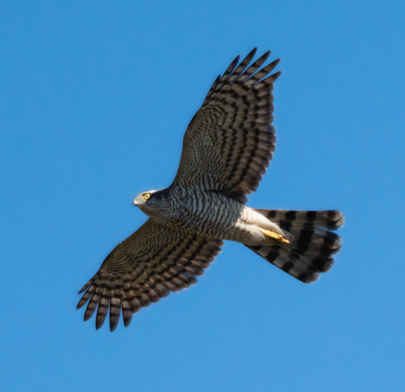 Eurasian Sparrowhawk