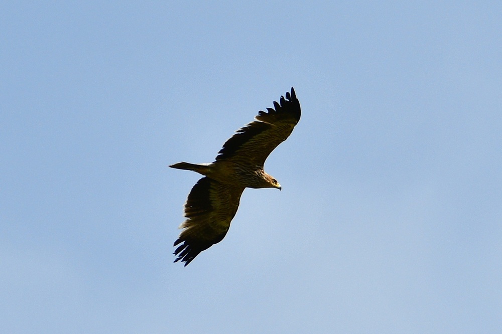 Eastern Imperial Eagle