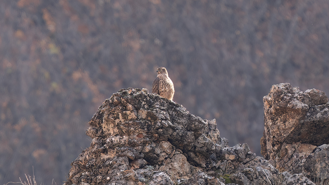 Eurasian Goshawk