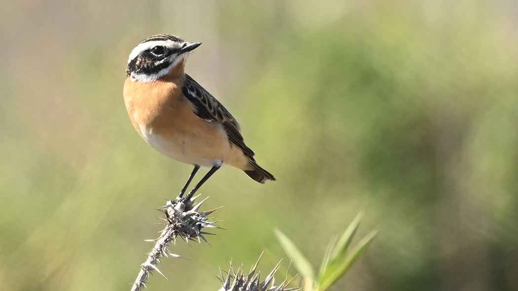 Whinchat