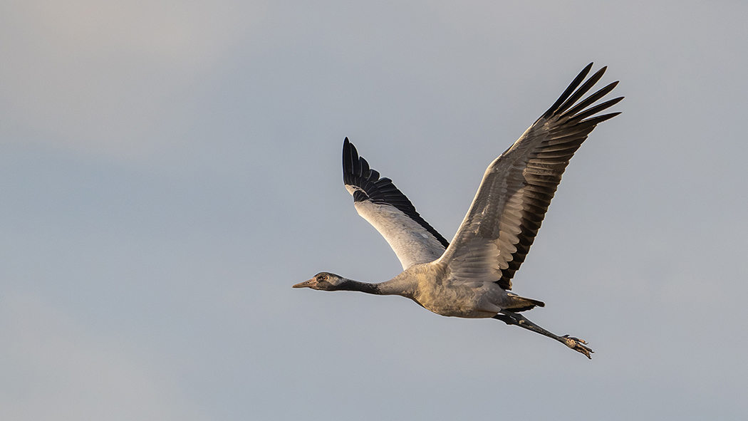 Common Crane