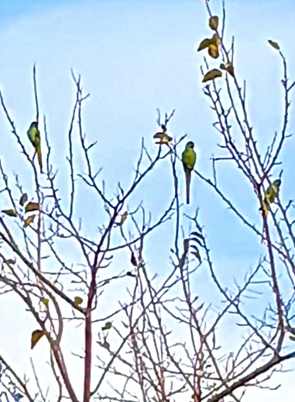 Rose-ringed Parakeet