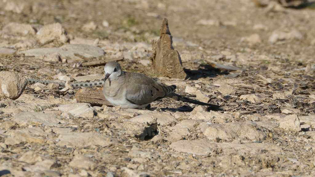 Namaqua Dove