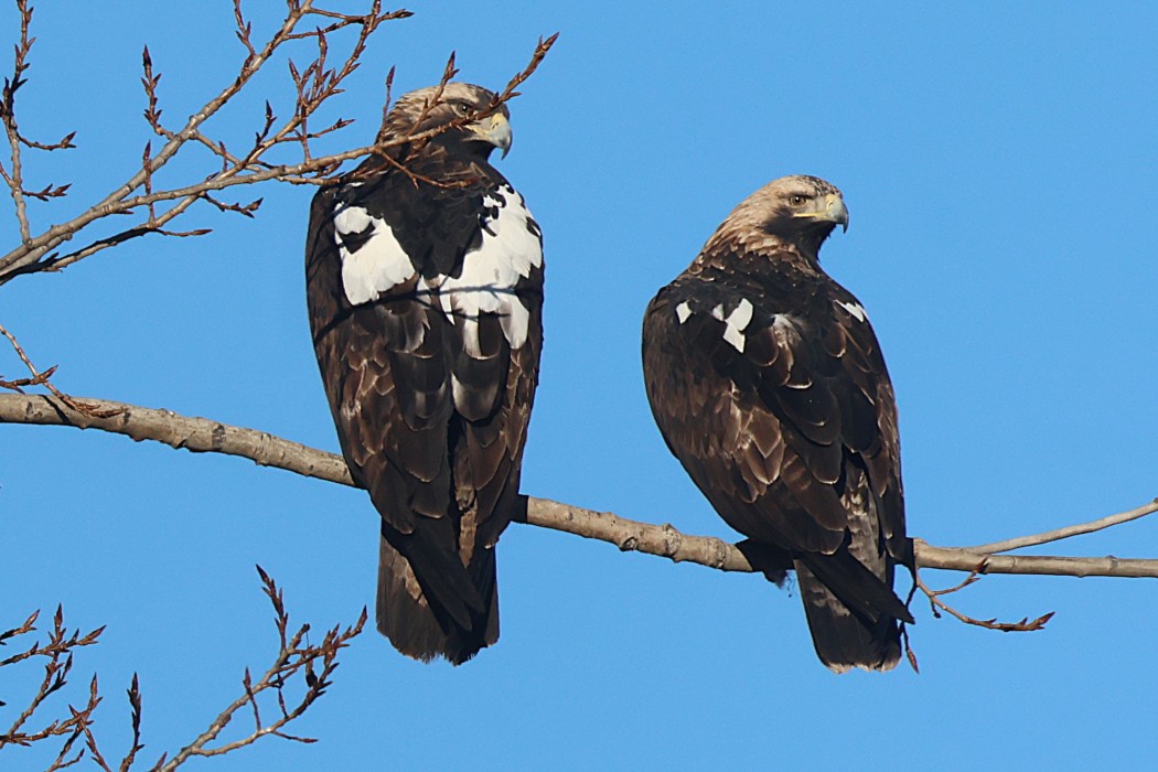 Eastern Imperial Eagle