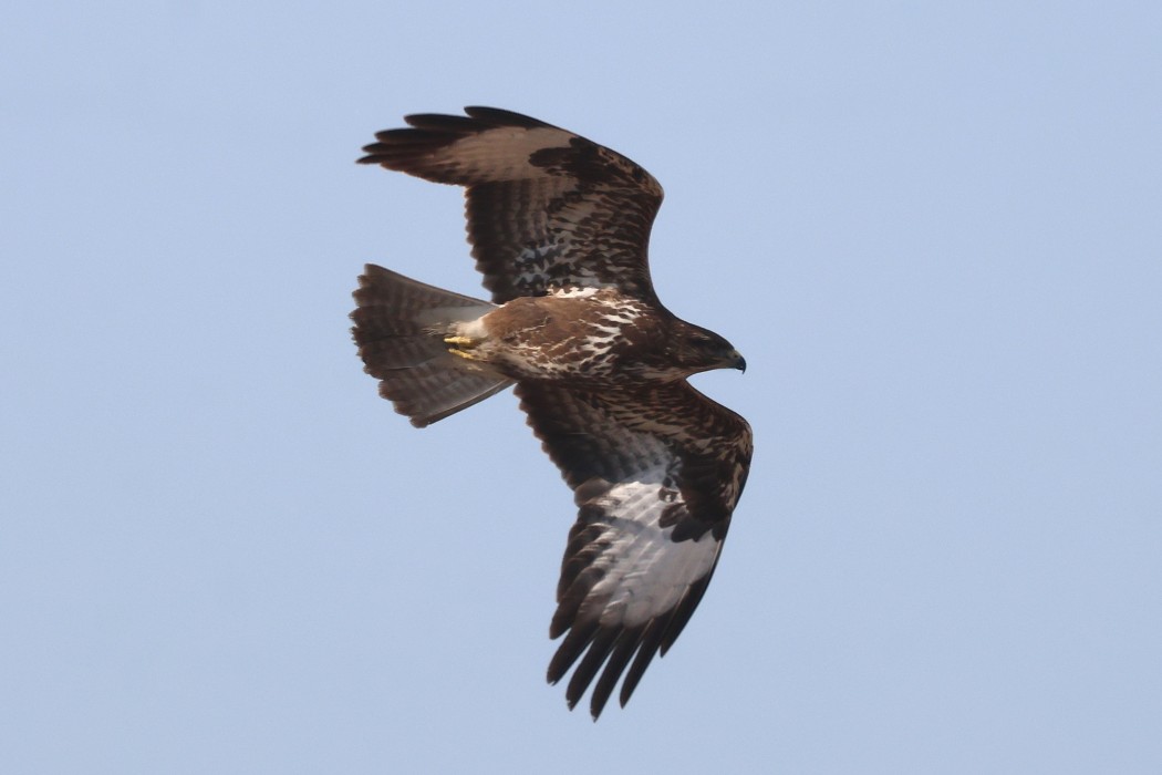 Common Buzzard
