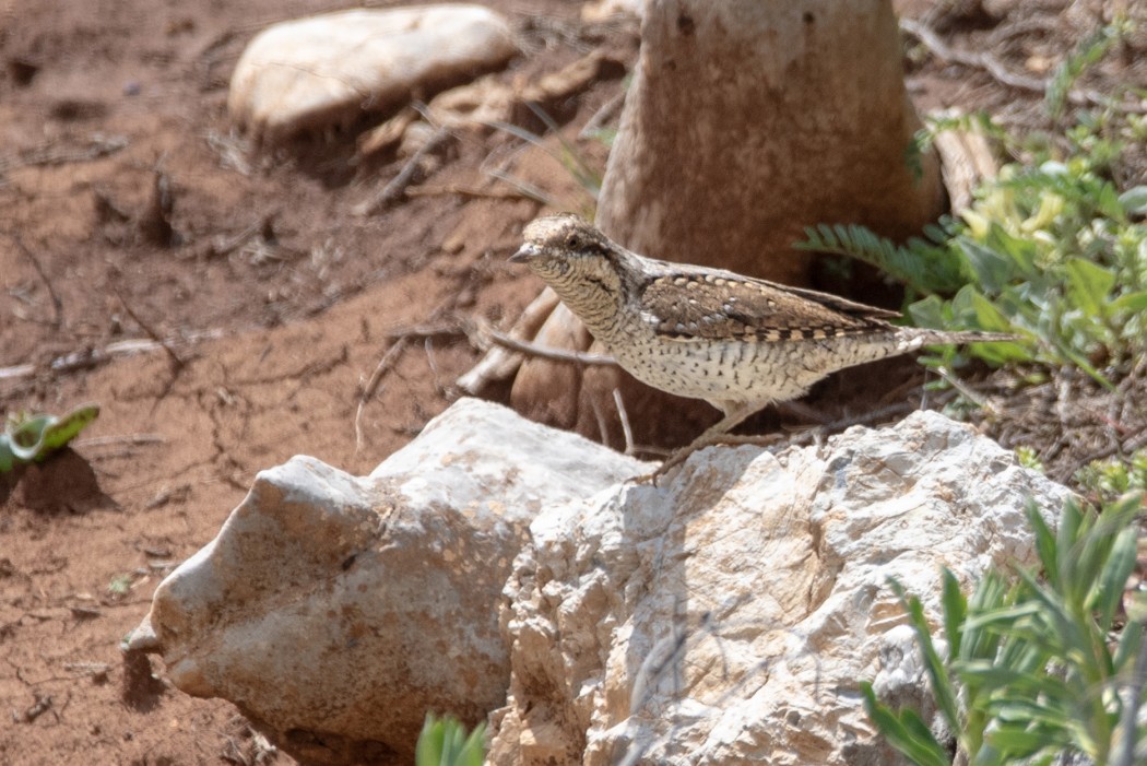 Eurasian Wryneck