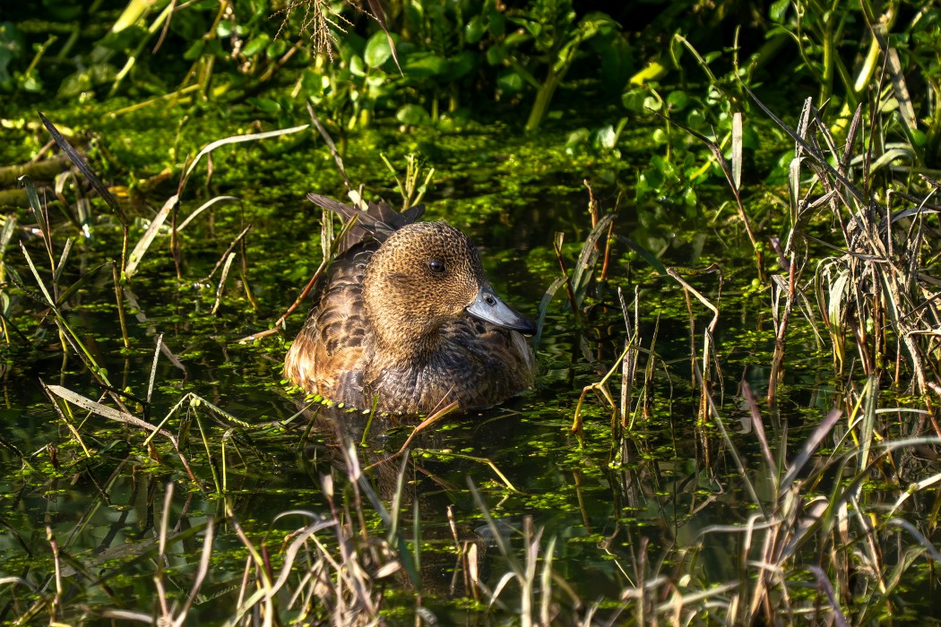 Eurasian Wigeon