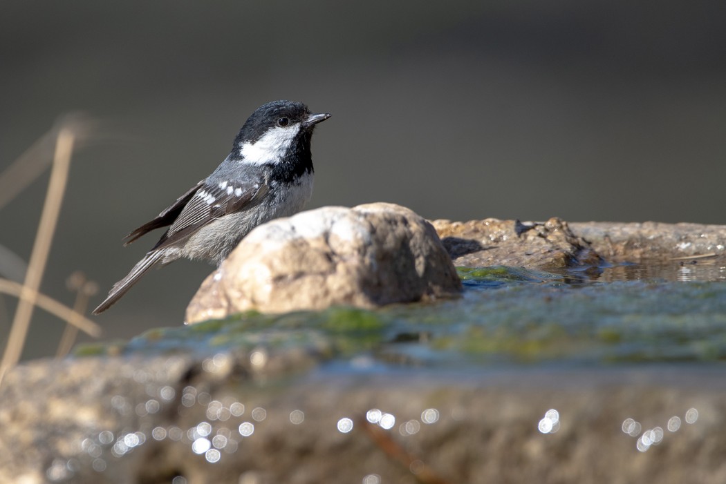 Coal Tit