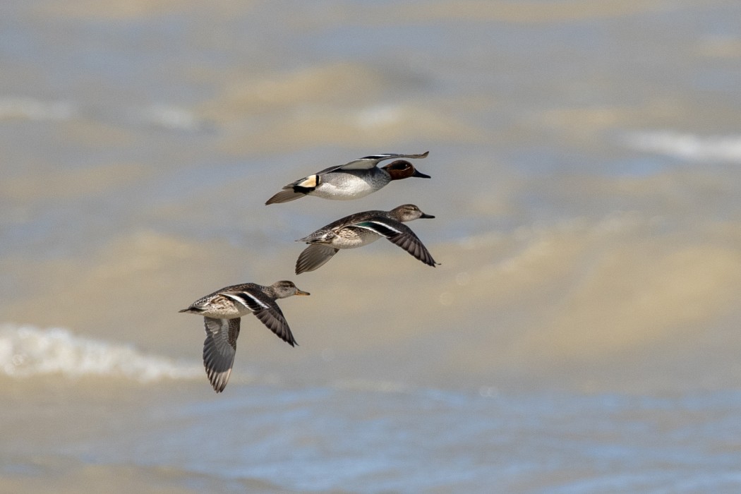 Eurasian Teal