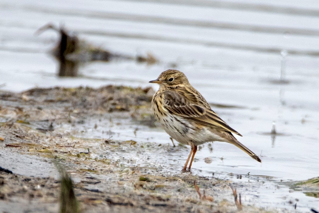 Meadow Pipit