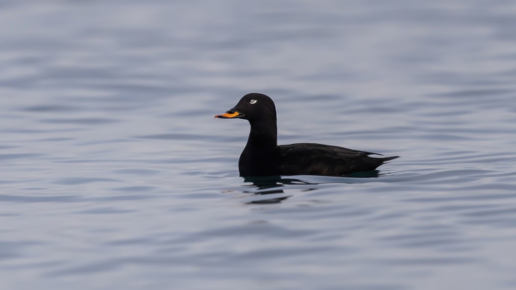 Velvet Scoter