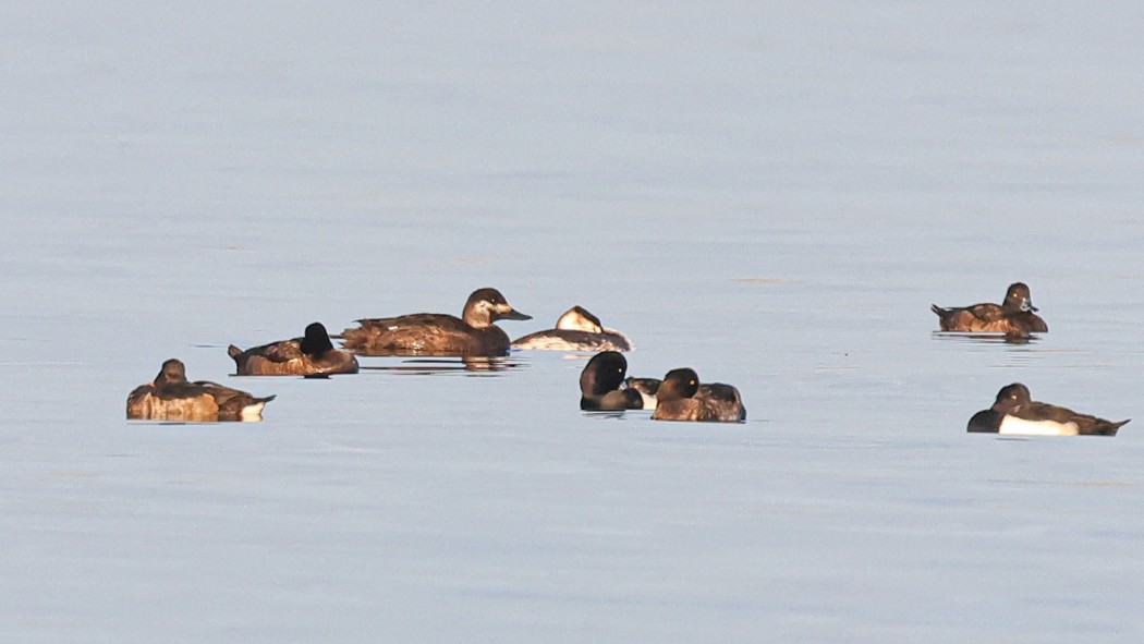 Velvet Scoter