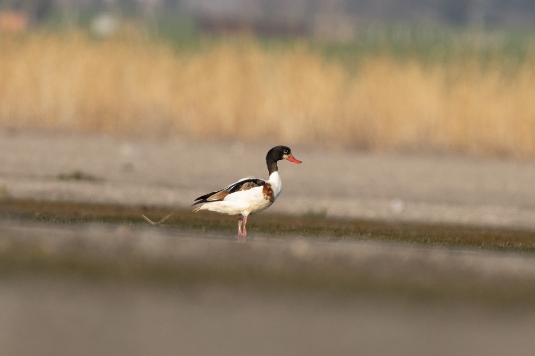 Common Shelduck