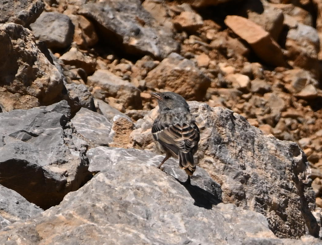 Alpine Accentor