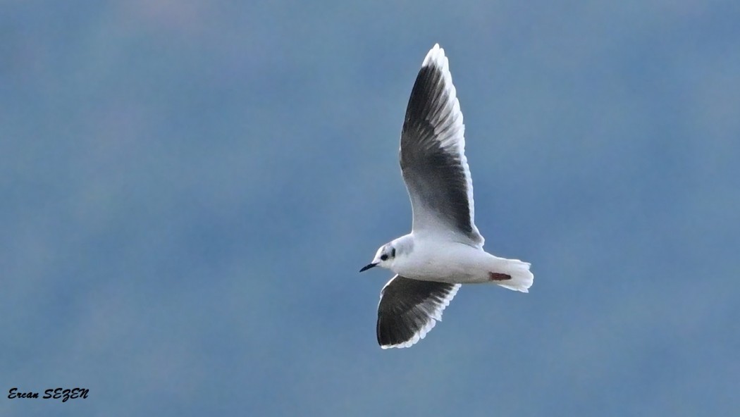 Little Gull