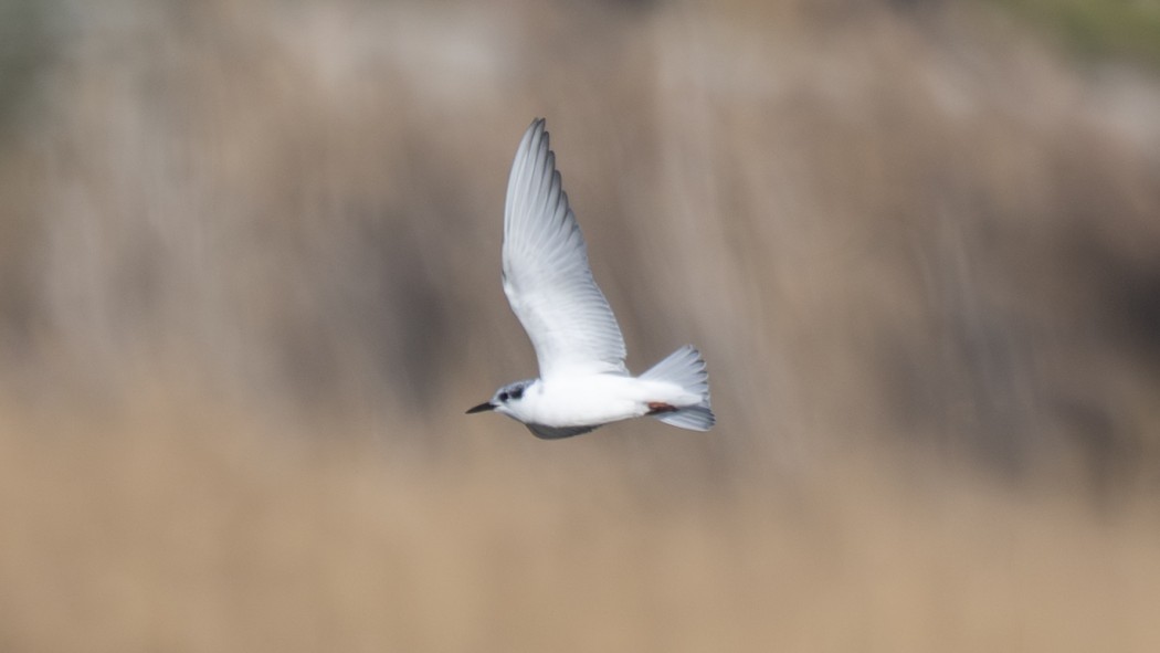 Whiskered Tern