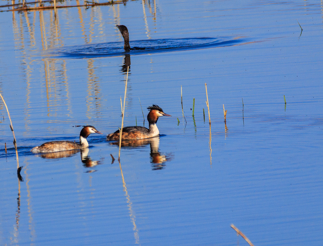 Great Crested Grebe