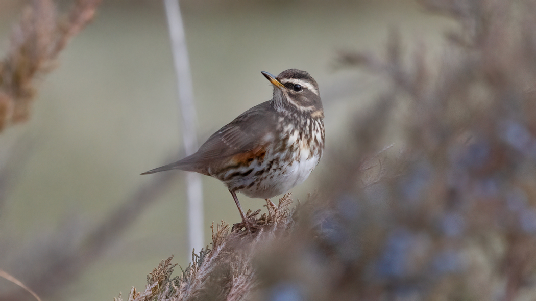Redwing