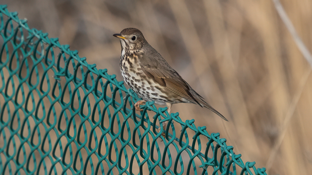 Song Thrush