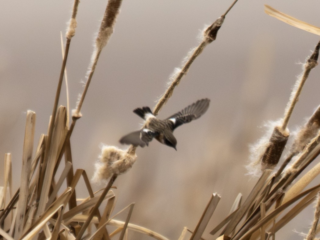 European Stonechat