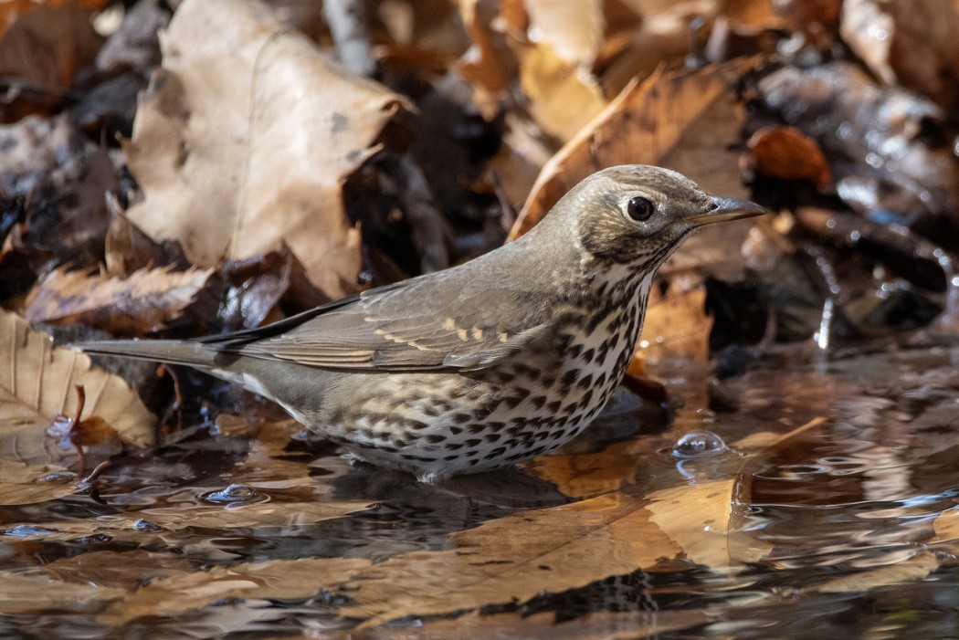 Song Thrush