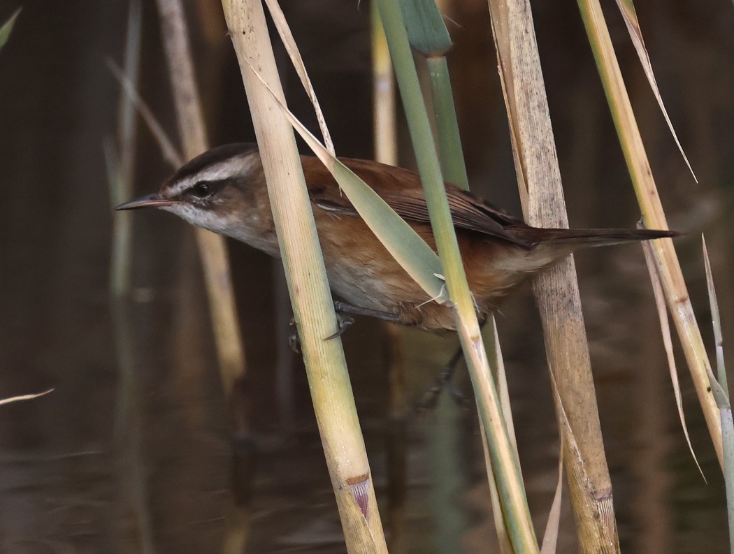 Moustached Warbler