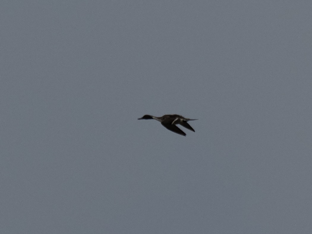 Northern Pintail