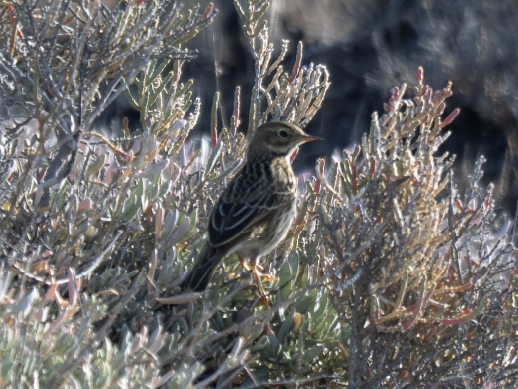 Meadow Pipit