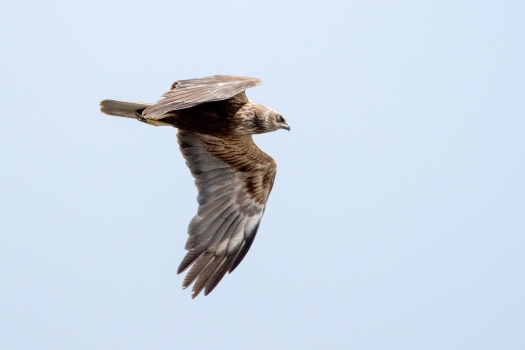 Western Marsh Harrier