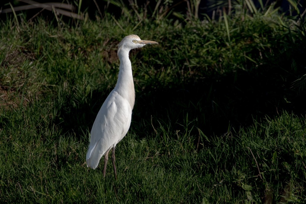 Western Cattle Egret