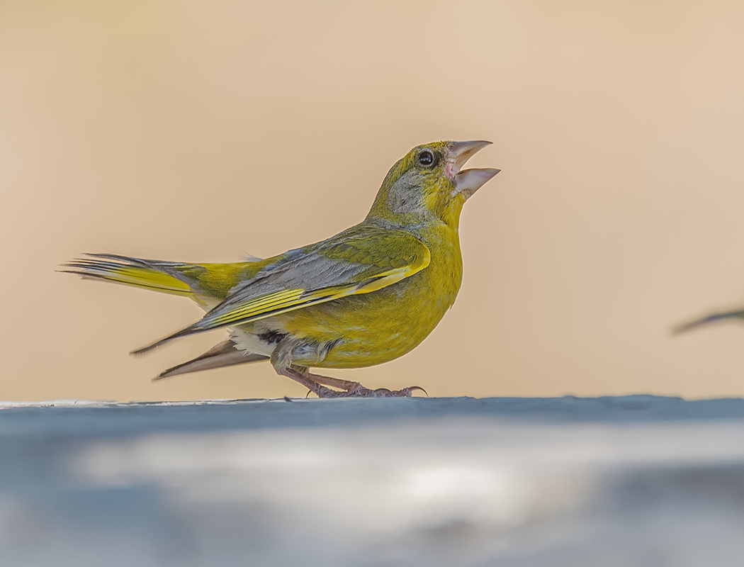 European Greenfinch