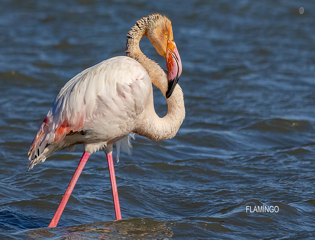 Greater Flamingo