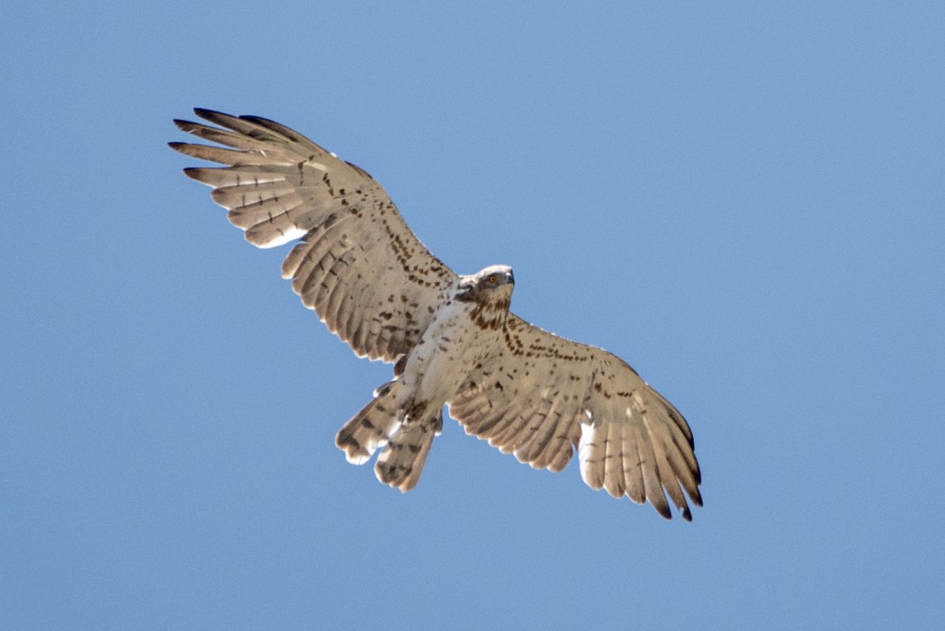 Short-toed Snake Eagle