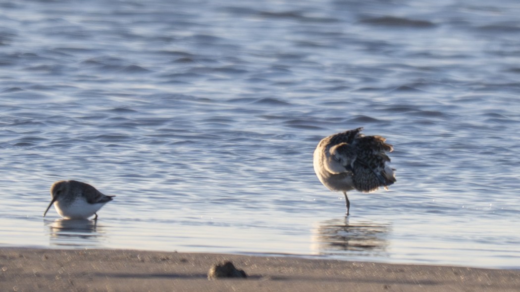 Grey Plover