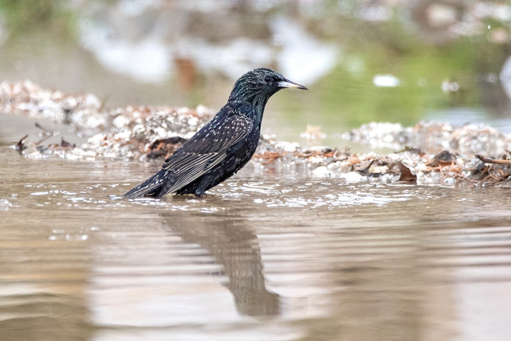 Common Starling