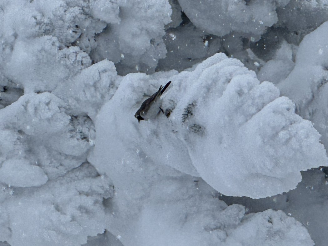 Horned Lark