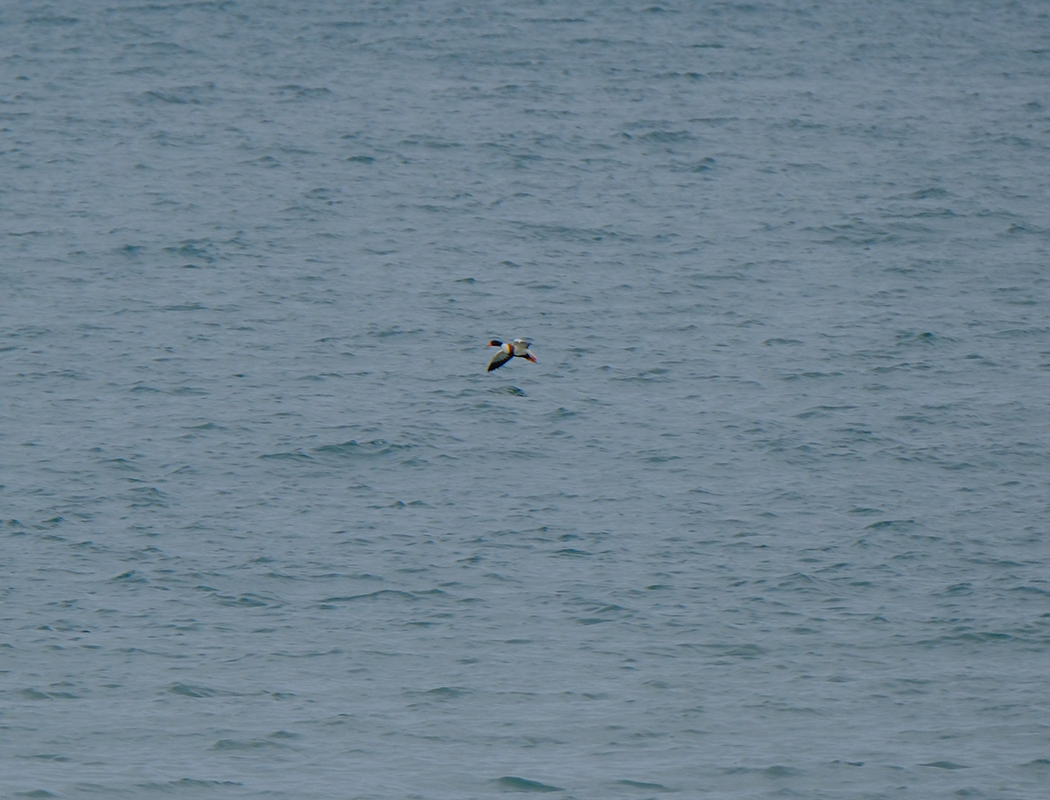 Common Shelduck