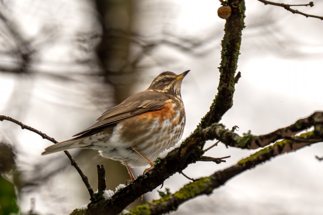 Redwing