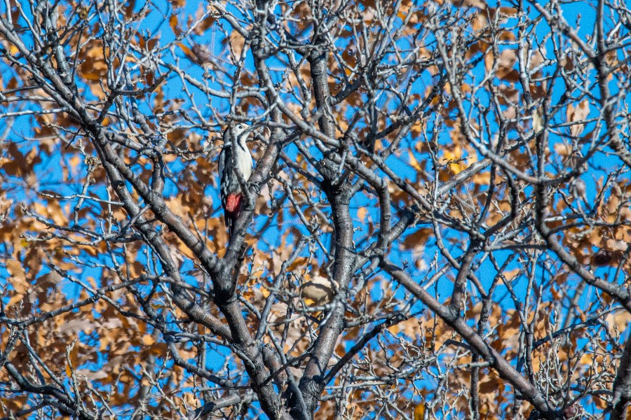 Syrian Woodpecker