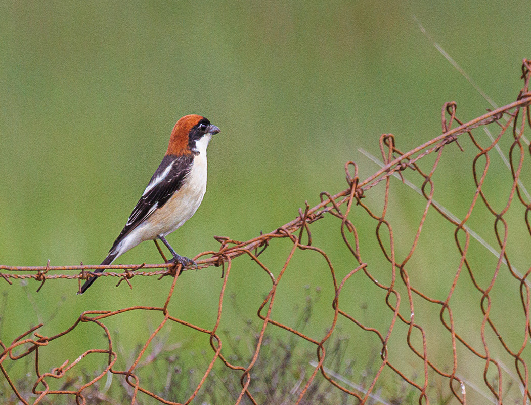 Woodchat Shrike