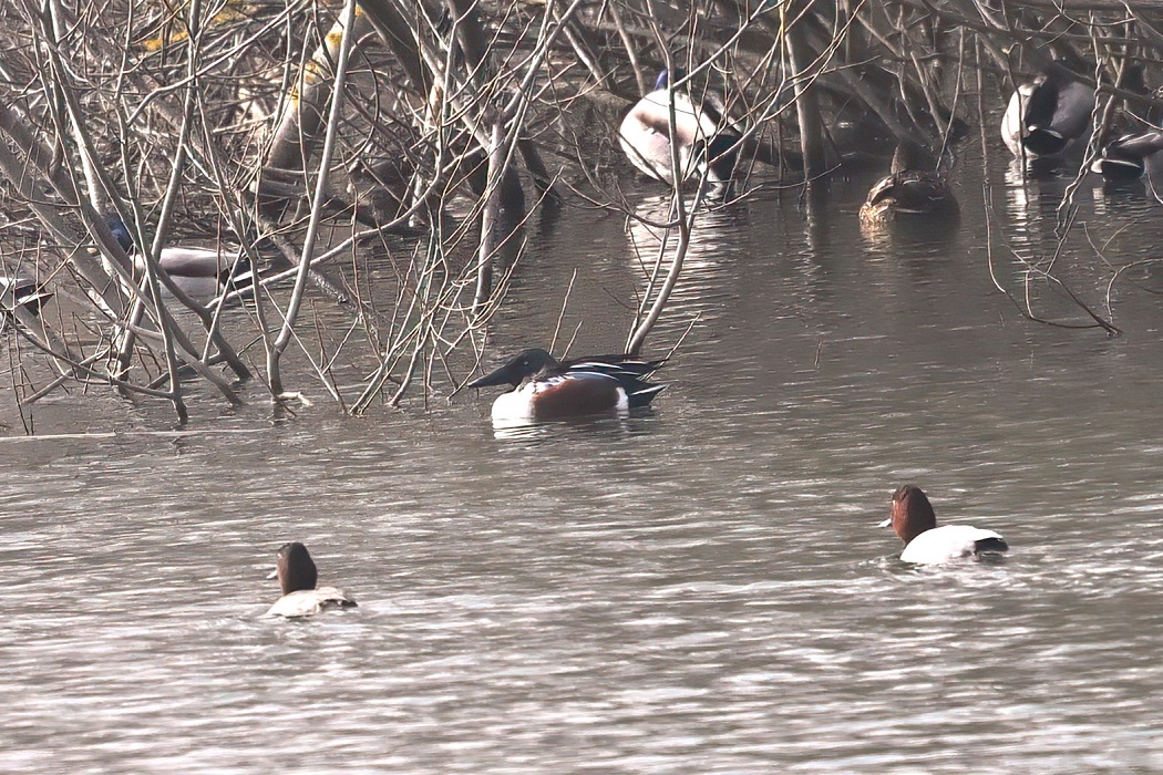 Northern Shoveler