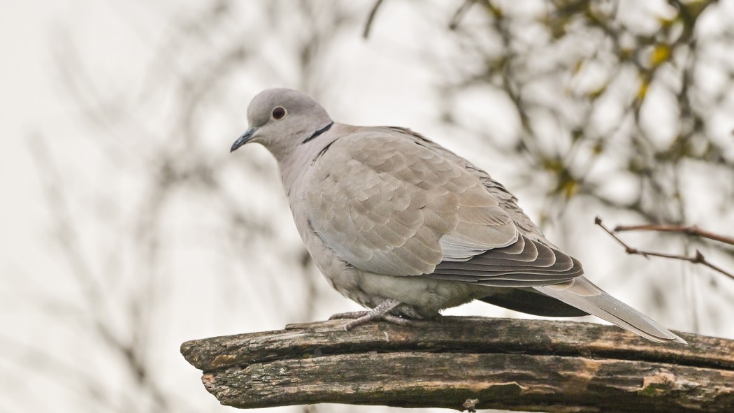 Eurasian Collared Dove