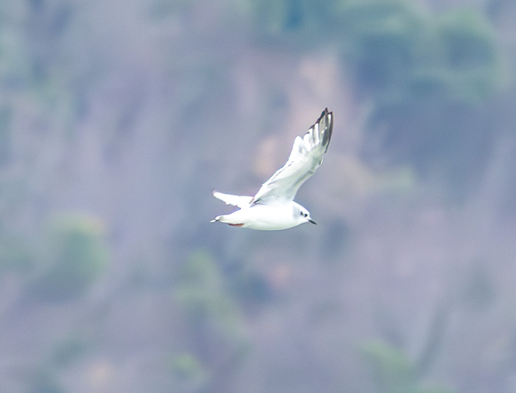 Little Gull