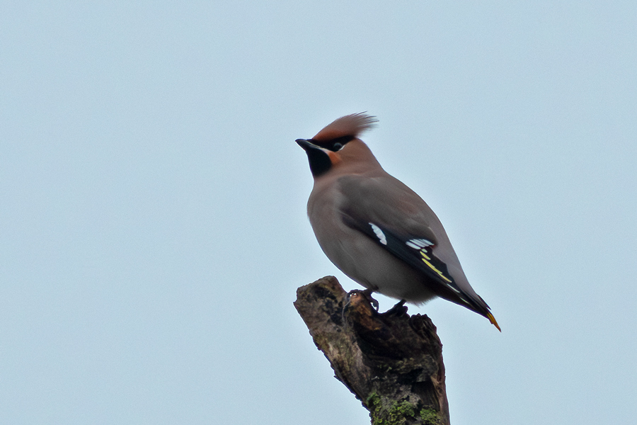 Bohemian Waxwing