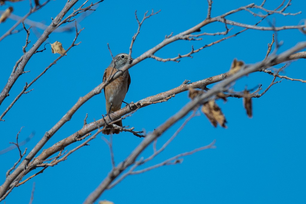 Common Redstart